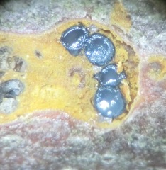Calosphaeria cryptospora