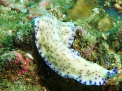 Pseudoceros laingensis