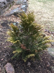 Selaginella braunii