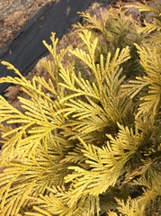 Selaginella braunii