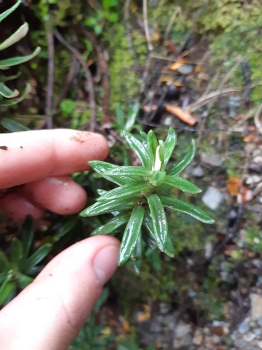 Celmisia walkeri
