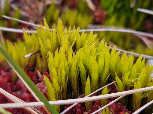 Dicranum undulatum observed 2026-04-12
