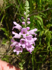 Physostegia angustifolia