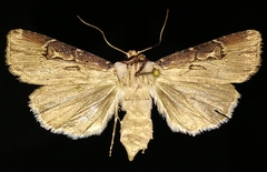 Agrotis stigmosa