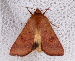 Australothis rubrescens