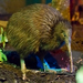 Kiwi Marrón de la Isla Norte - Photo (c) The.Rohit, algunos derechos reservados (CC BY-NC)