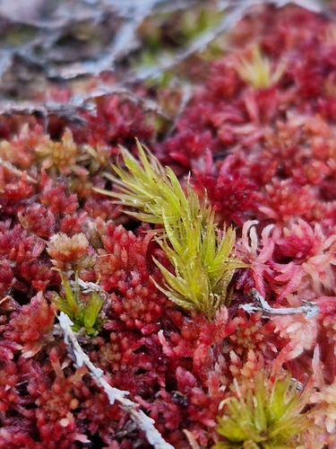 Dicranum undulatum observed 2026-04-12
