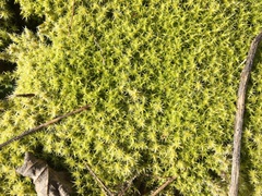 Racomitrium canescens