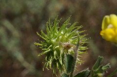Medicago disciformis