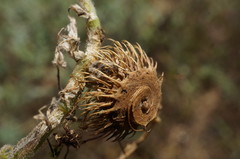 Medicago disciformis