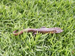 Delicateskin Salamander photo 3
