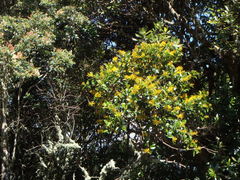 Gaiadendron punctatum image