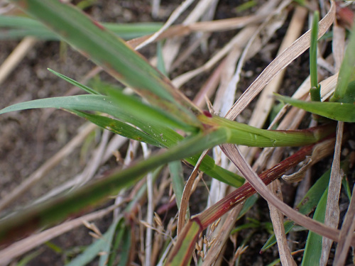 Agrostis dyeri observed 2026-03-30