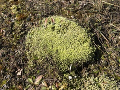 Racomitrium canescens