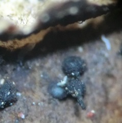 Calosphaeria cyclospora