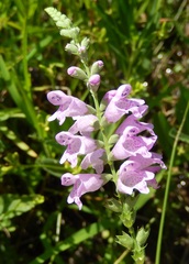 Physostegia angustifolia