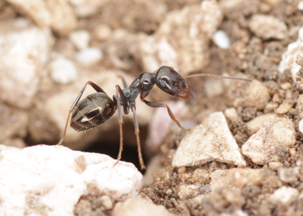 Proformica nasuta
