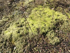 Racomitrium canescens