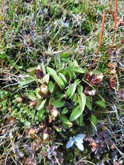 Gentianella amabilis
