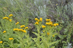 Pentanema germanicum