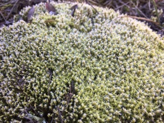 Racomitrium canescens
