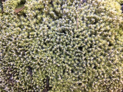 Racomitrium canescens
