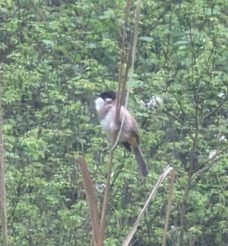 Brown-breasted Bulbul
