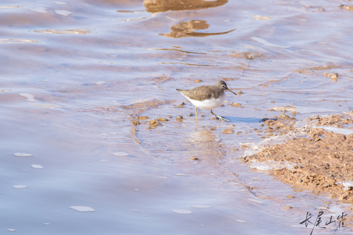 Green Sandpiper