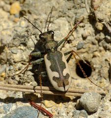Neocicindela latecincta