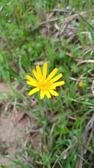 Krigia dandelion