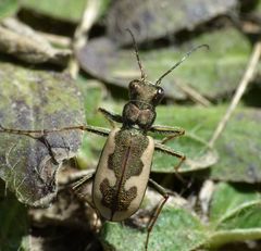 Neocicindela latecincta