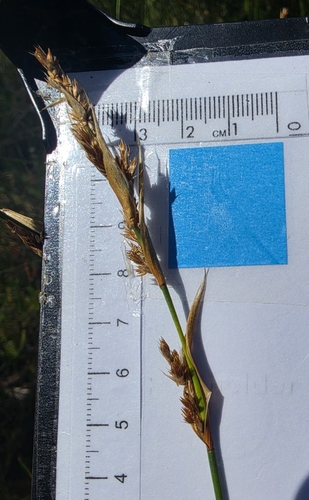 Lepyrodia scariosa observed 2026-04-13