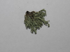 Ramalina europaea
