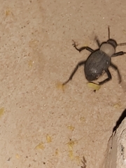 Trachyderma philistina