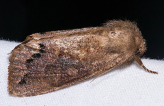 Orthosia garmani