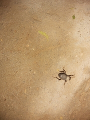 Trachyderma philistina