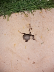 Trachyderma philistina