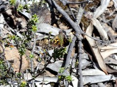 Trapezites phigalioides