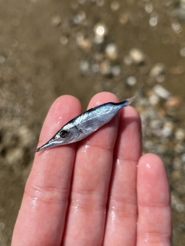 Slender snipefish (Macroramphosus gracilis) — Centriscidae
