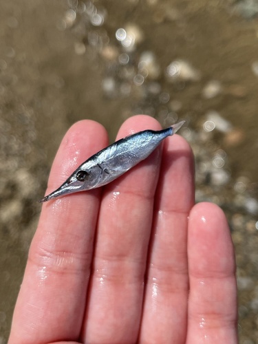 Slender snipefish (Macroramphosus gracilis) — Centriscidae — 3