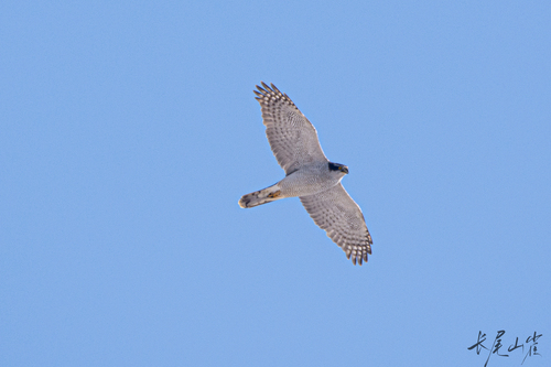 Eurasian Goshawk