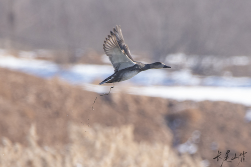 Gadwall