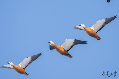 Ruddy Shelduck