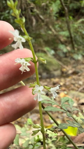 Salvia pygmaea iNat (1)
