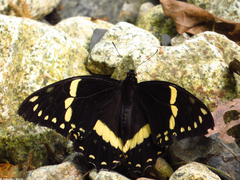 Papilio cleotas
