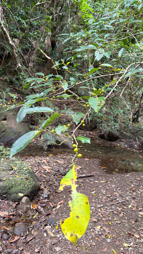 Ficus virgata iNat (2)