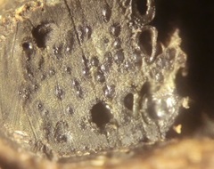 Camaropella pugillus