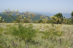 Prangos trifida