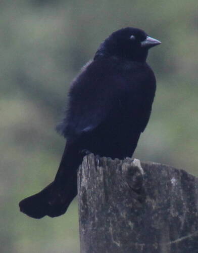Shiny Cowbird