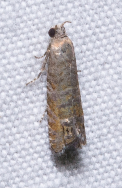 Satronia